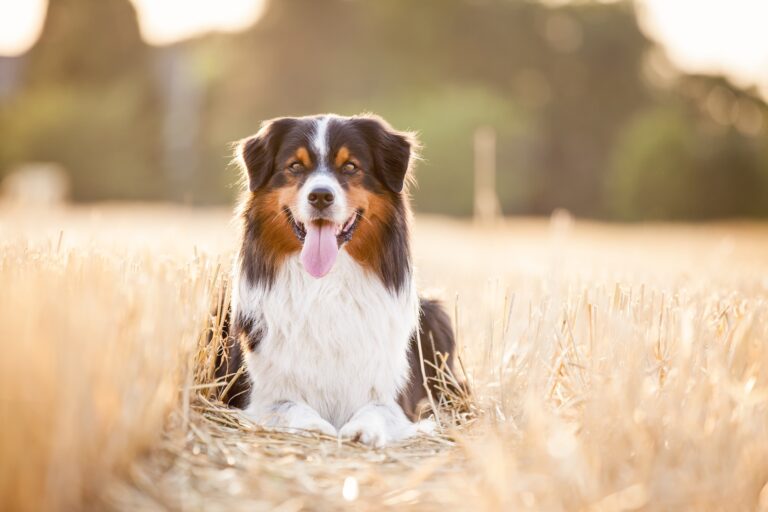 Hund im Feld