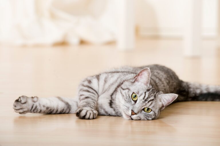 Katze liegt entspannt auf dem Boden