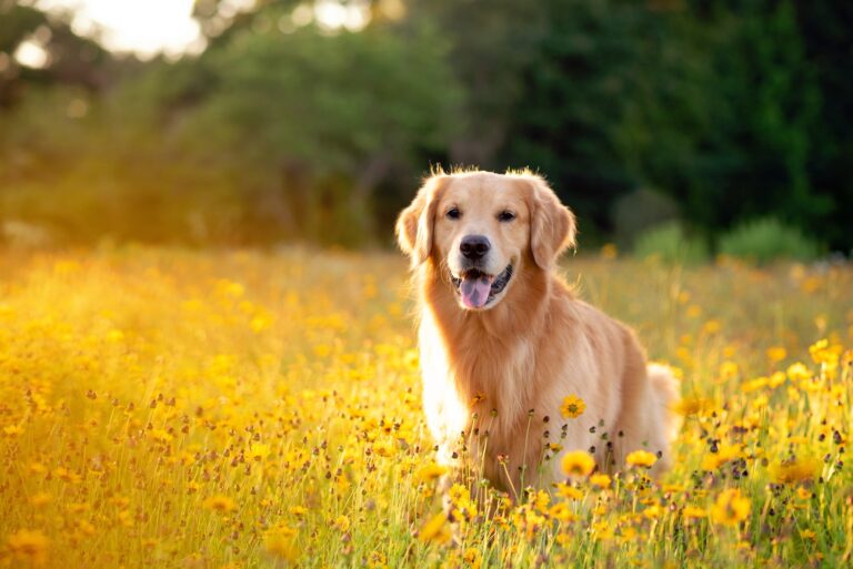 Hund im Feld