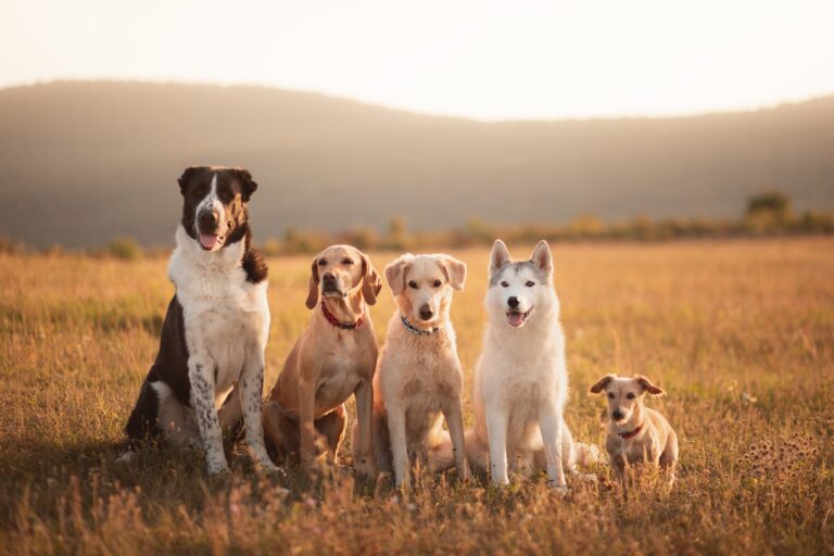 Hunde Gruppe sitzt auf einer Wiese