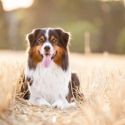 Hund im Feld