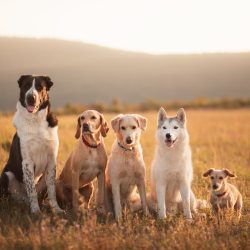 Hunde Gruppe sitzt auf einer Wiese